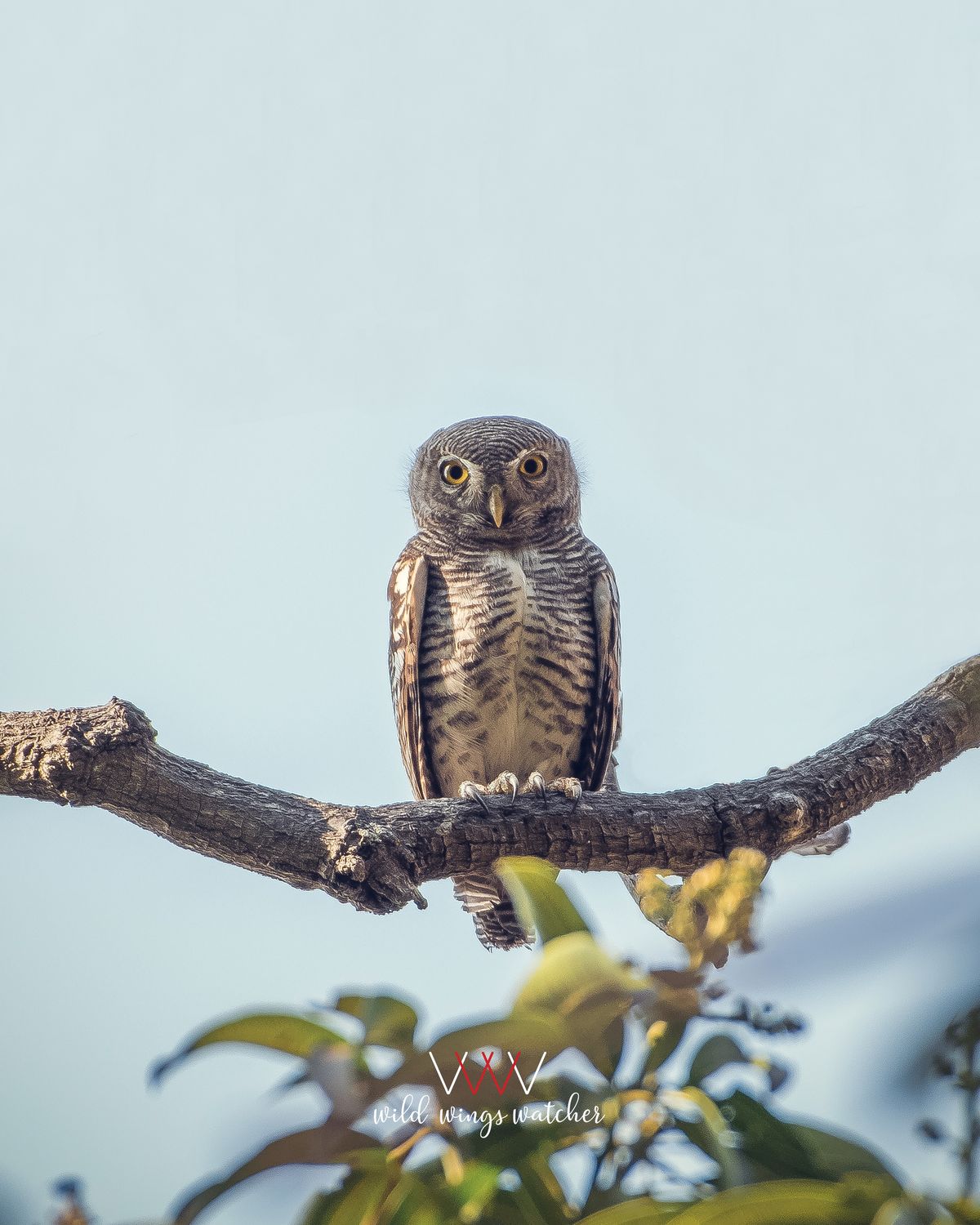 Barred Jungle Owlet stare 001